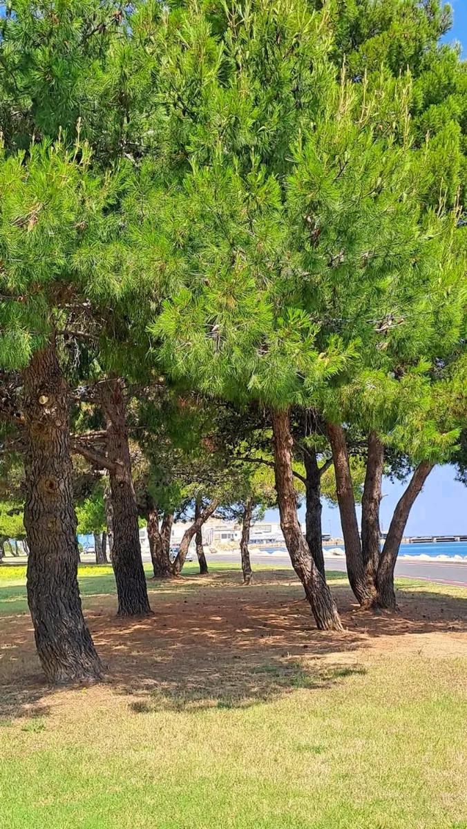 Vanilla Izola Dış mekan fotoğraf