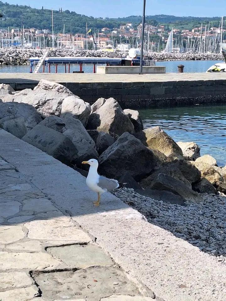 Vanilla Izola Dış mekan fotoğraf