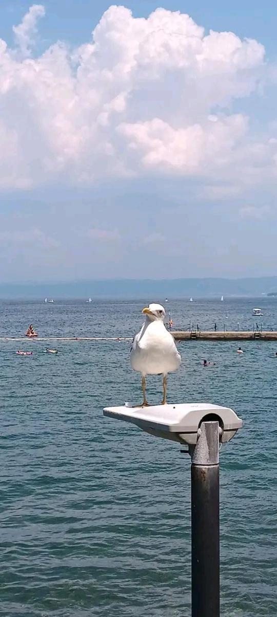 Vanilla Izola Dış mekan fotoğraf